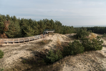 Fototapeta na wymiar Young forest on the dunes. Observation deck on the hill. Sand. In the National Park of the Curonian Spit in Russia. Autumn, sunny. On the ground are the branches of trees from the weathered sand.