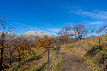 los castaños del valle del Genal en otoño