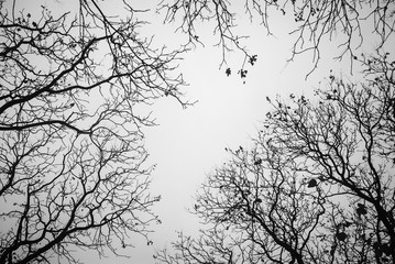 Rain forest in black and white. Forest silhouette. Rain after the rain.