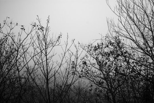 Fototapeta Rain forest in black and white. Forest silhouette. Rain after the rain.