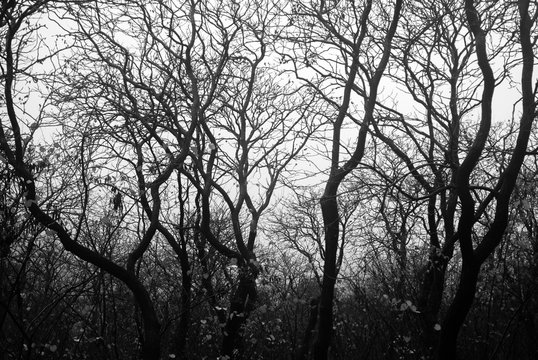 Fototapeta Rain forest in black and white. Forest silhouette. Rain after the rain.