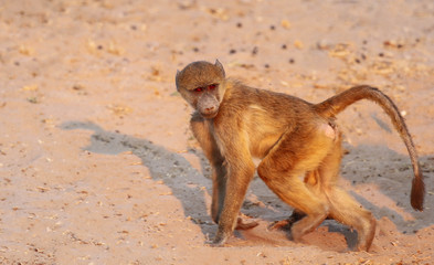baboon on beach at chobe river botswana