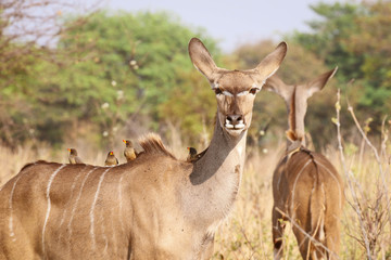 kudu antelope on safari with birds sat on back © bob
