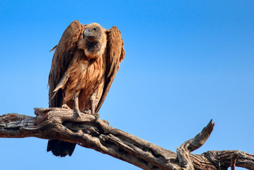 griffon vulture perched on a branch in chobe reserve botswana