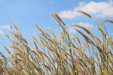 Liliopsida flower grass with blue sky