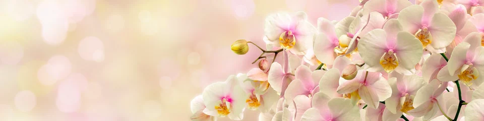 Crédence en verre imprimé Orchidée Orchidée blanche délicate
