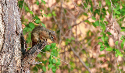 african tree squirell sat on branch in zimbabwe
