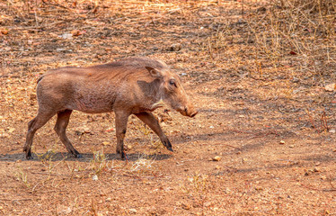 warthog in chobe reserve botswana