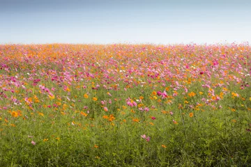 Fotobehang Cosmos flower field © Eknat Thumthong