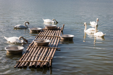 Geese were raised in the pond.