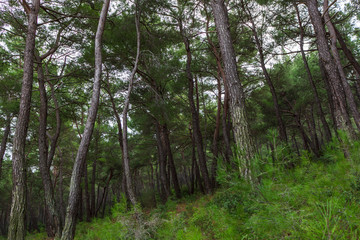 Fototapeta premium Natural Green Pine Forest