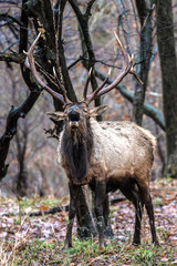 Naklejka na ściany i meble Bugling Bull Elk – Photographed in Elk State Park, Elk County, Benezette, Pennsylvania