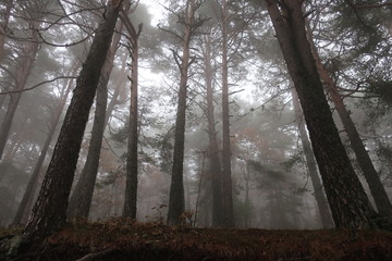 Fototapeta premium Bosque con niebla