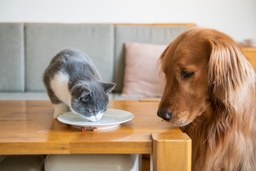 The Golden Hound watched the kitten eat.