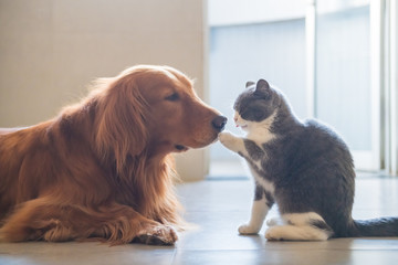 The Golden Hound and the kitten get close. - obrazy, fototapety, plakaty