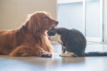 The Golden Hound and the kitten get close.