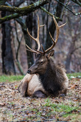 Bedded Bull Elk – Photographed in Elk State Park, Elk County, Benezette, Pennsylvania