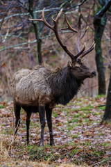Bull Elk – Photographed in Elk State Park, Elk County, Benezette, Pennsylvania
