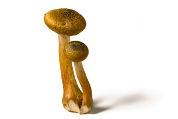 Some mushrooms of "Armillaria tabescens" also called good family, on a white background