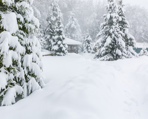 Winter landscape with  falling snow.   Snowfall in the countryside, snowy fir trees, winter nature.