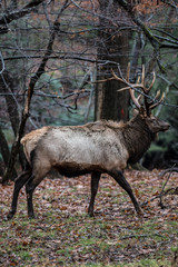 Bull Elk – Photographed in Elk State Park, Elk County, Benezette, Pennsylvania