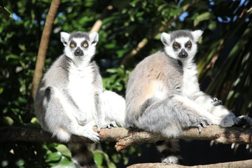 Two orange eyed ring tailed lemurs with orange eyes tarring directly at the camera sitting on a tree on a bright sunny day.
