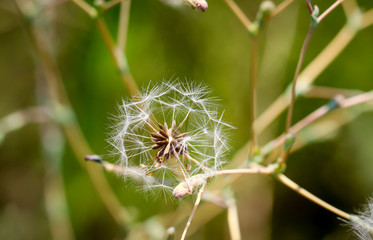 Pollen, Samen einer Pflanze 