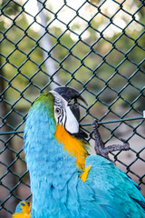 Portrait eines Gelbrustara, Ararauna, Papagai 