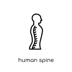Human Spine icon. Trendy modern flat linear vector Human Spine icon on white background from thin line Human Body Parts collection