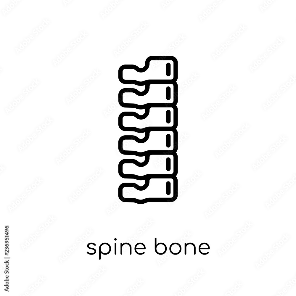 Poster spine bone icon. trendy modern flat linear vector spine bone icon on white background from thin line