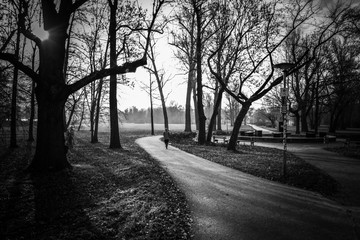 path in the forest