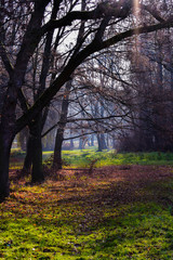 autumn in the park
