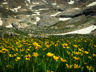 Beauty in nature. Yellow flowers and snowy mountain landscape from black lake. Bolkar Mountain and Taurus Mountain in Nigde, Turkey.