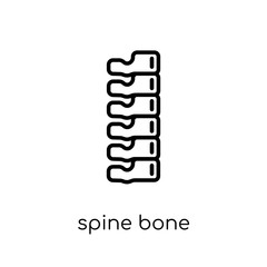 Spine Bone icon. Trendy modern flat linear vector Spine Bone icon on white background from thin line Human Body Parts collection