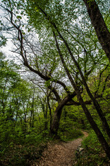 Naklejka premium Sentiero