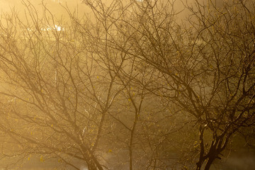 Tree lit by sunset in winter