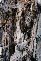 old tree texture