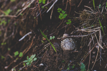 dry dead empty soft focus snail shell on ground park outdoor stones and and grass environment