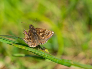 Fototapeta na wymiar Dingy Skipper butterfly ( Erynnis tages ) on grass, wings open