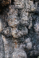 Fototapeta na wymiar old tree texture