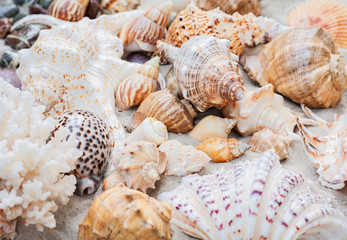 Thailand beach summer background – seashells and sea stars on the sand, copy space for text