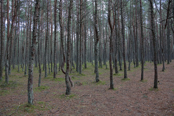 Beautiful landscape of the Dancing Forest in the Curonian Spit National Reserve, Russia