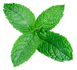 mint leaves isolated