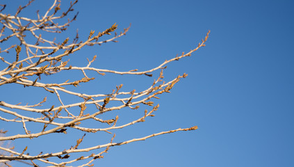 buds on the branches, blue sky