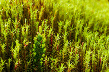 Closeup of a single beautiful tiny heather plant growing in green hair moss. Be different concept. Green grass background.
