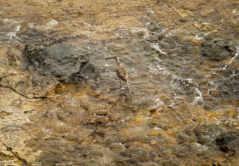 Ibis ähnlicher Vogel auf Felsen an der Küste
