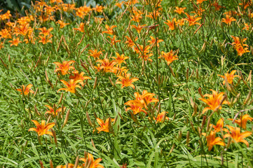 Bright orange blooming lily flowers on flowerbed
