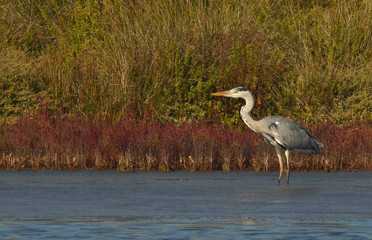 heron in the lake