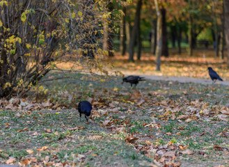 black crows in the city autumn forest