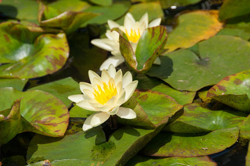 White and yellow blooming water lily, lotus flowers in a pond